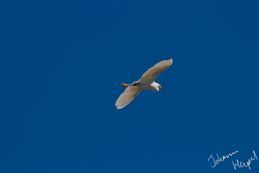 image shows a snowy egret soaring through a deep blue sky